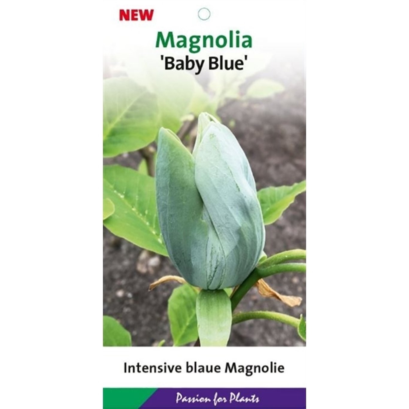Magnolia acuminata 'Blue Baby' - C7.5 60-80 CM